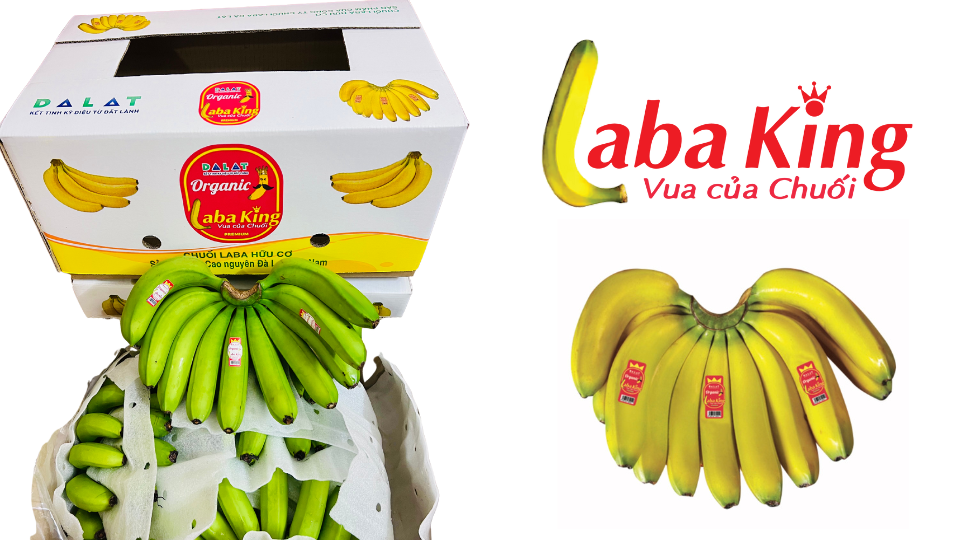Chuối Laba King đóng thùng xuất khẩu Nhật Bản – chất lượng cao, đạt tiêu chuẩn GlobalG.A.P