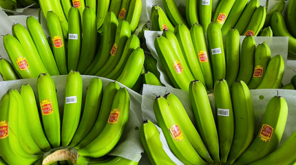 Chuoi laba 430x240 1