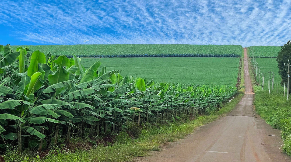 Vuon chuoi Laba 1000x600 1